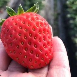 草莓一百在线视频观看,揭秘热门在线视频背后的魅力与故事 第3张 草莓一百在线视频观看,揭秘热门在线视频背后的魅力与故事 第3张